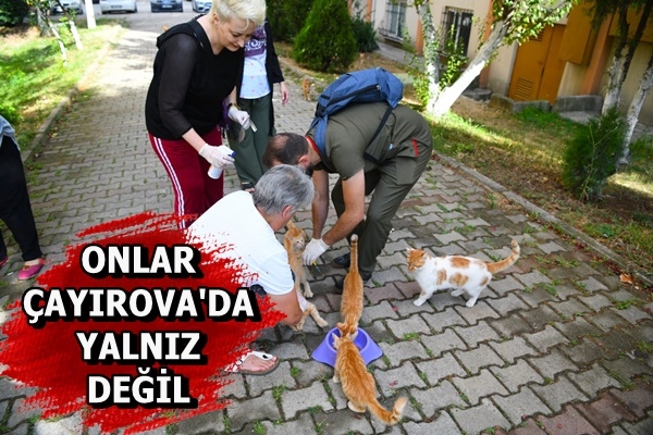 Onlar Çayırova