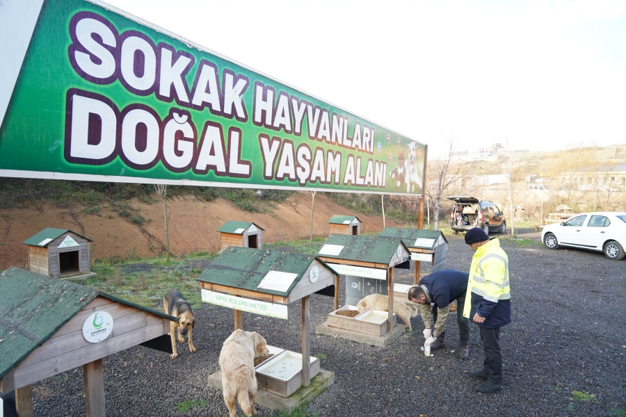 Sevimli dostların tedavileri yapıldı, mama dağıtıldı