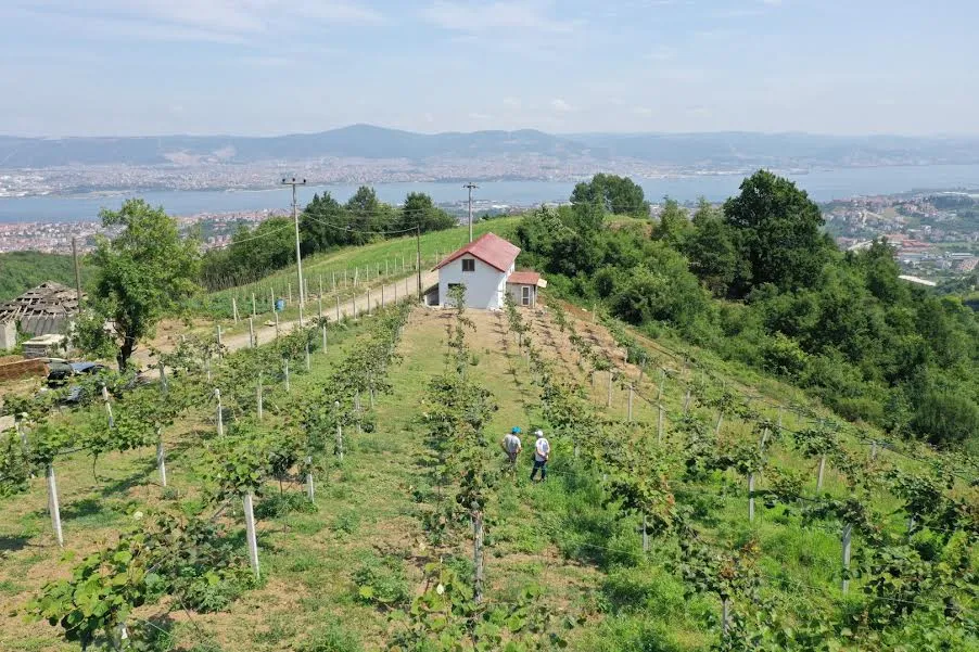 Büyükşehir’den yüzde 50 hibeli meyve fidanı