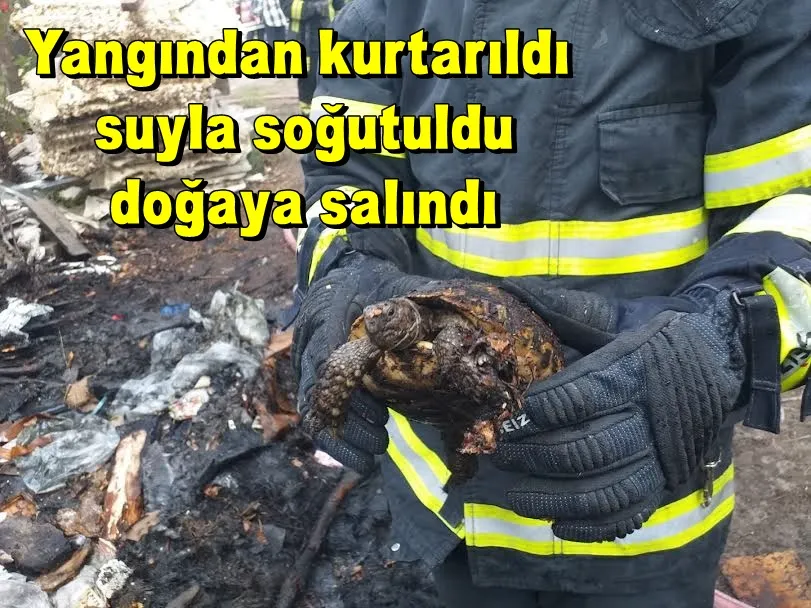 Yangından kurtarıldı suyla soğutuldu doğaya salındı