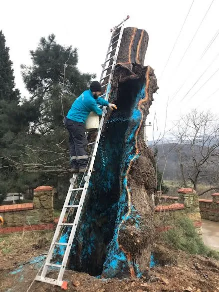 100 yıllık çınara tedavi