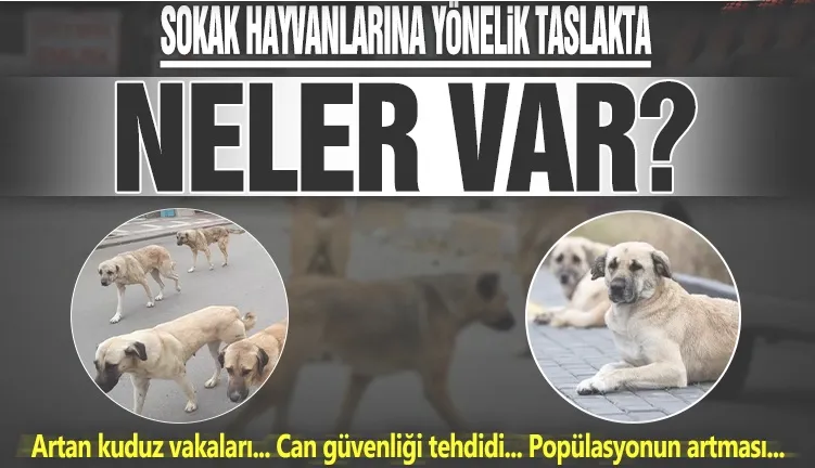 AK Parti’nin sokak hayvanları yasası taslağında neler var?