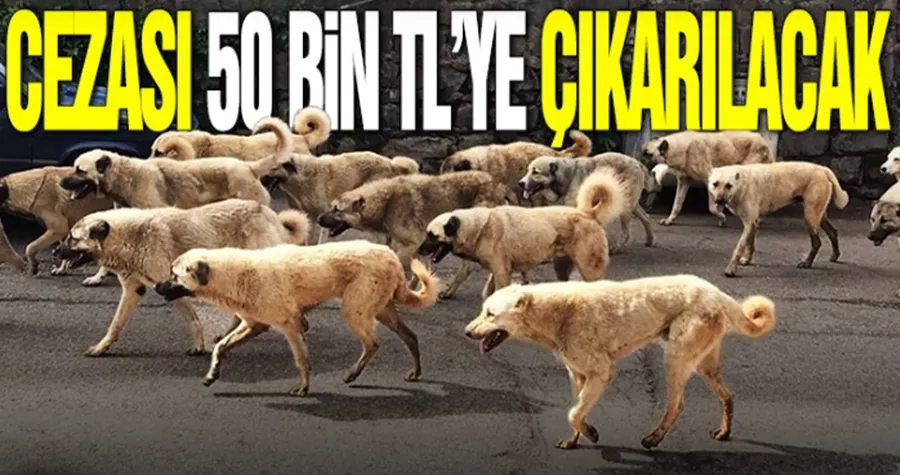 Cezası 50 bin TL