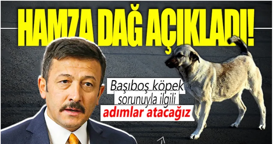 Hamza Dağ: Başıboş köpek sorunuyla ilgili adımlar atacağız