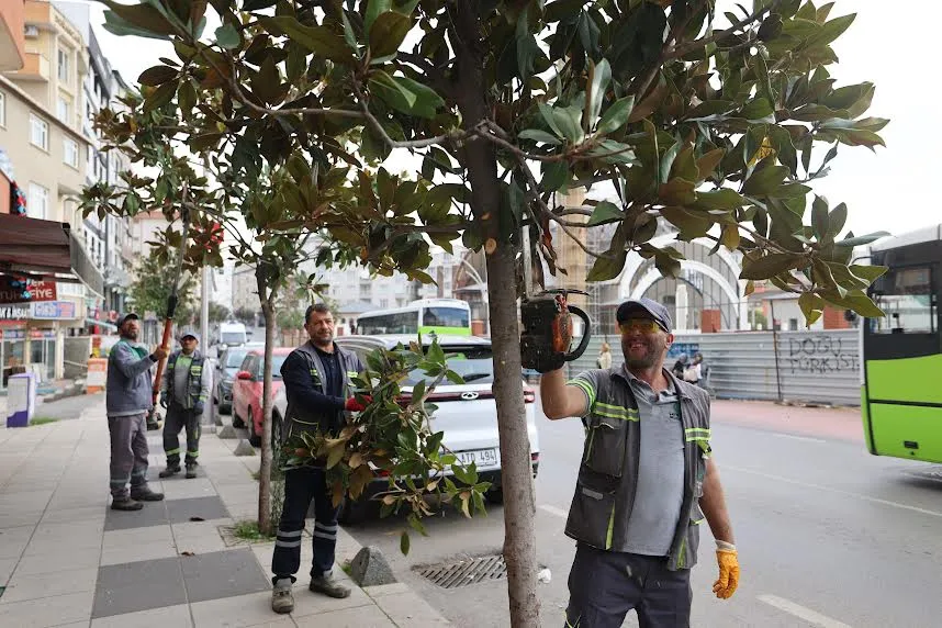 Çayırova’da mevsimlik budama çalışmaları başladı
