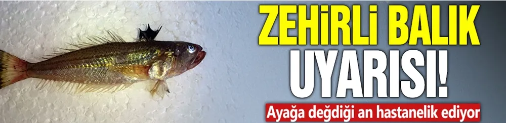 Zehirli balık uyarısı! 